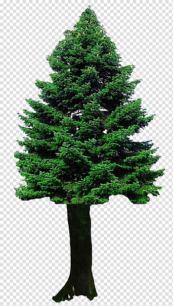 Christmas tree , Christmas Tree transparent background PNG clipart