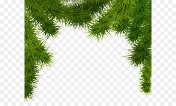 Christmas tree Clip art - Pine Branches PNG Clipart Image 