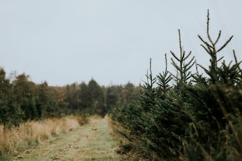 Christmas tree farm  | Free Photo - rawpixel