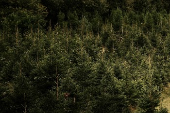 Christmas tree farm  | Free Photo - rawpixel