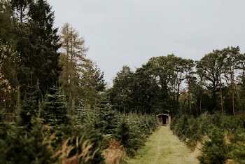 Christmas tree farm  | Free Photo - rawpixel