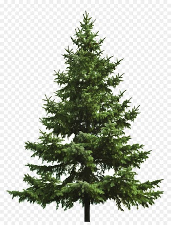 Christmas tree Fir - pine cone 