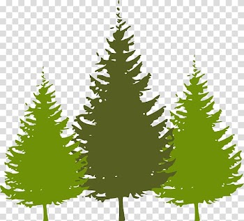Christmas tree Fir , Redwood transparent background PNG clipart
