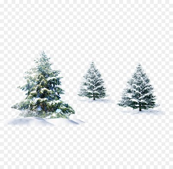 Christmas tree Gift Wallpaper - Snow pine 
