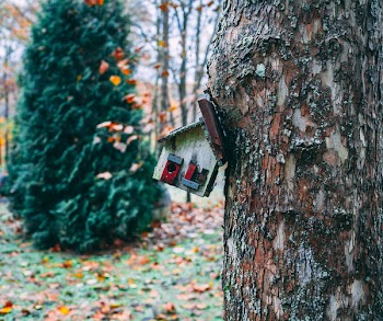 Christmas Tree Near House Figurine