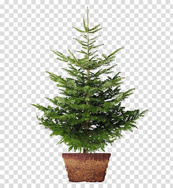 Christmas tree Nordmann fir Norway spruce Christmas Day , christmas tree transparent background PNG clipart