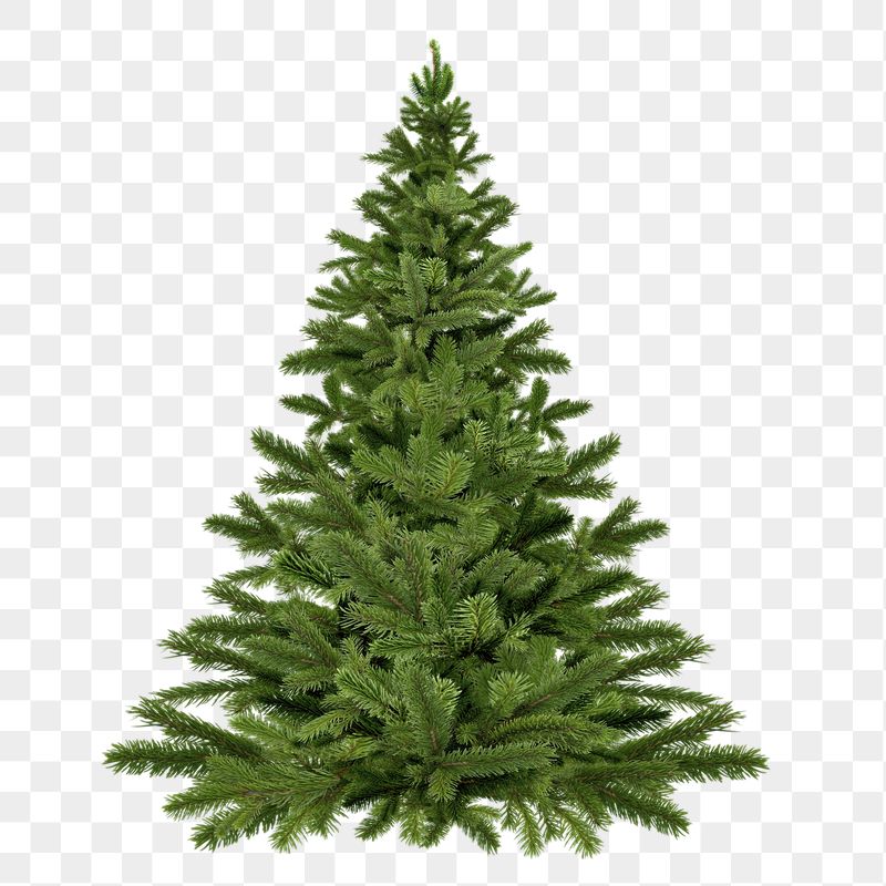 Christmas tree png sticker, fir | Free PNG - rawpixel