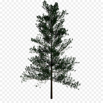 Christmas Tree, Prelit Tree, Artificial Christmas Tree, Tree, White Pine PNG