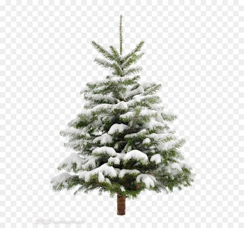 Christmas tree Snow Fir Pine - Pine trees 