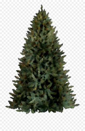 Christmas tree Spruce Christmas Day Wreath -  