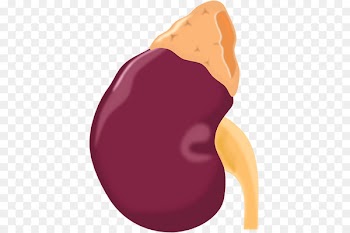 Chronic kidney disease Portable Network Graphics Clip art Kidney transplantation - glands streamer 