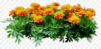 Chrysanthemum Annual plant Herbaceous plant Cut flowers -  