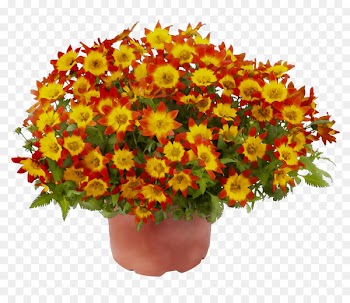 Chrysanthemum Bee Flower Plants Marigold -  