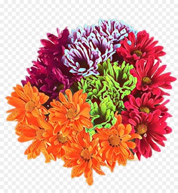 Chrysanthemum, Chamomile, Flower, Orange PNG