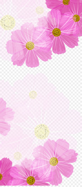 Chrysanthemum Color Purple - Purple chrysanthemum background 