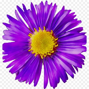 Chrysanthemum Cut flowers Aster Purple -  
