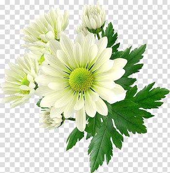 Chrysanthemum Cut flowers Frames, chrysanthemum transparent background PNG clipart