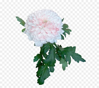 Chrysanthemum Cut flowers Miss O Petal - chrysanthemum 