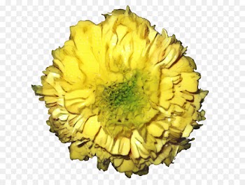 Chrysanthemum, Cut Flowers, Yellow, Flower PNG