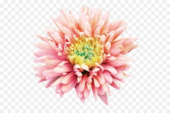Chrysanthemum, Dahlia, Flower, Pink PNG