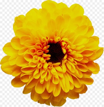 Chrysanthemum Dahlia Moisture Pound Potting soil -  