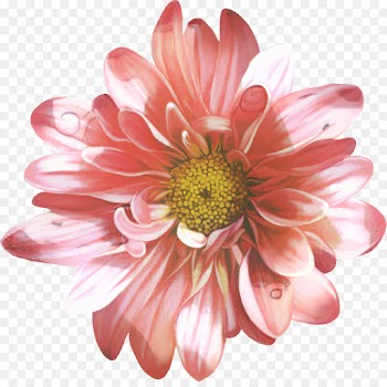 Chrysanthemum, Floristry, Cut Flowers, Flower, Flowering Plant PNG
