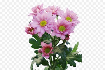 Chrysanthemum Flower bouquet Cut flowers Floristry - chrysanthemum 