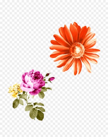 Chrysanthemum Flower Clip art Red Image - chrysanthemum 