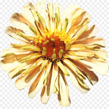 Chrysanthemum, Flower, Cut Flowers, Yellow PNG