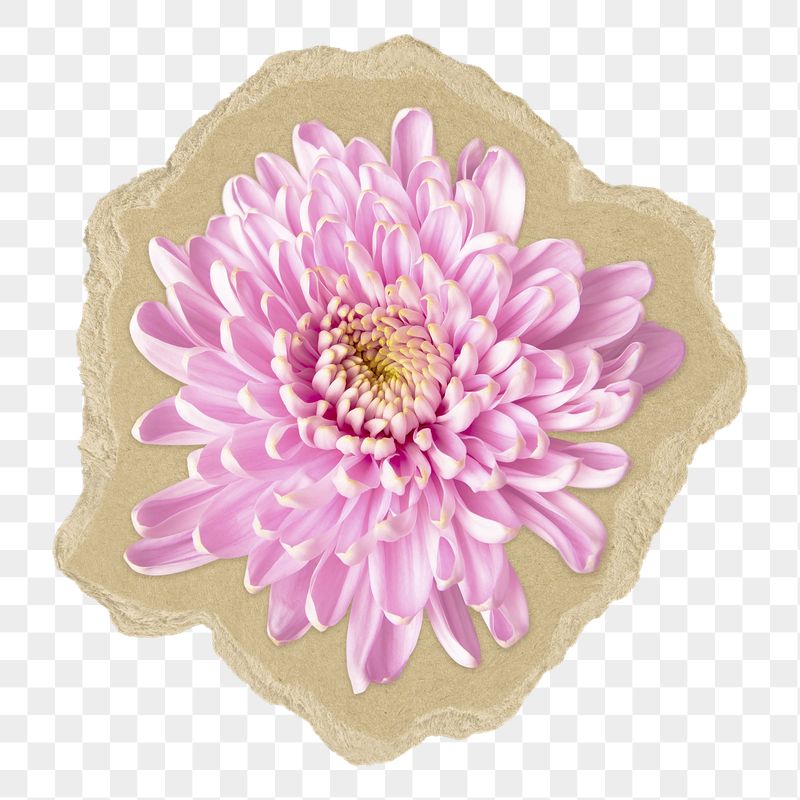 Chrysanthemum flower png sticker,  | Free PNG - rawpixel