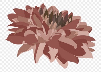 Chrysanthemum flower png sticker, pink | Free PNG - rawpixel