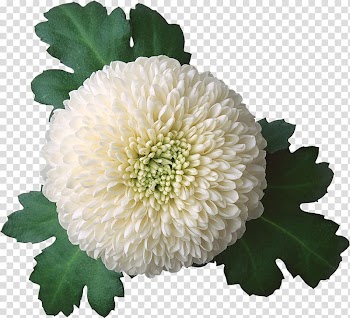 Chrysanthemum Flower , Watercolor flowers creative floral illustration transparent background PNG clipart