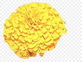 Chrysanthemum, Flower, Yellow, Orange PNG