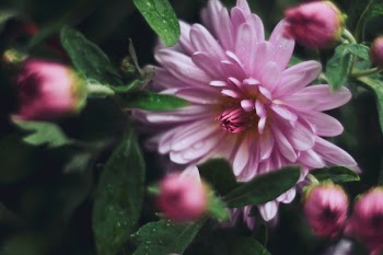 Chrysanthemum II