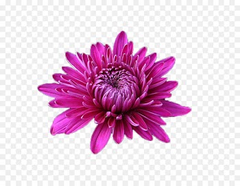 Chrysanthemum Illustration Stock photography Watercolor painting Transvaal daisy - lofty 