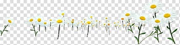 Chrysanthemum indicum Flowering tea, White wild chrysanthemum transparent background PNG clipart
