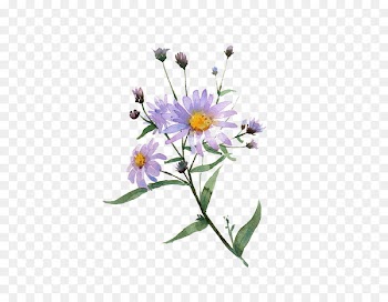 Chrysanthemum indicum Illustration - Purple chrysanthemums 