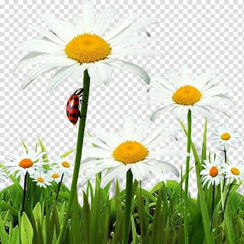 Chrysanthemum indicum Oxeye daisy, Chrysanthemum flowers transparent background PNG clipart