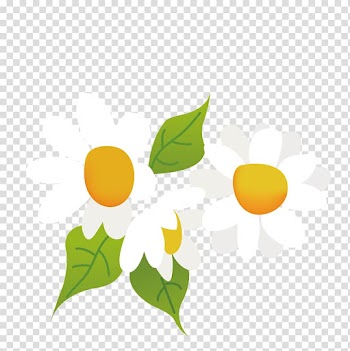 Chrysanthemum indicum Vecteur, White wild chrysanthemum transparent background PNG clipart