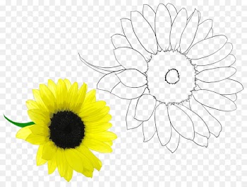 Chrysanthemum Oxeye daisy Floral design Cut flowers /m/02csf - present research 