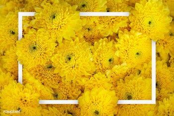 Chrysanthemum patterned card | Free stock psd mockup - 599781