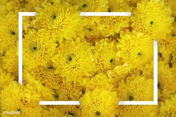Chrysanthemum patterned card | Free stock vector - 599774