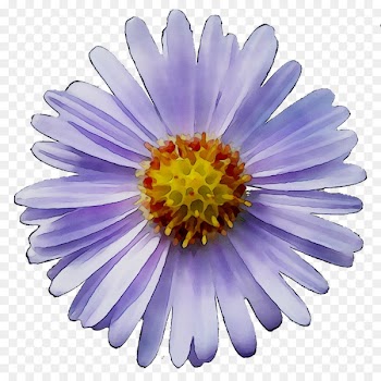 Chrysanthemum Purple -  
