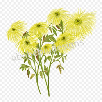 Chrysanthemum, Spider, Information, Flower, Plant PNG