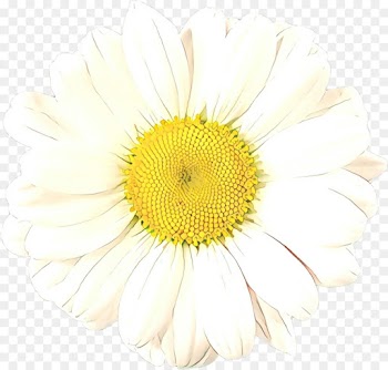 Chrysanthemum, Transvaal Daisy, Oxeye Daisy, Flower, White PNG