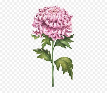 Chrysanthemum Watercolor painting Flower Drawing Illustration - Watercolor Chrysanthemum 