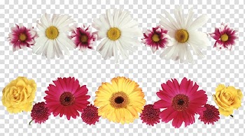 Chrysanthemum, White chrysanthemum transparent background PNG clipart