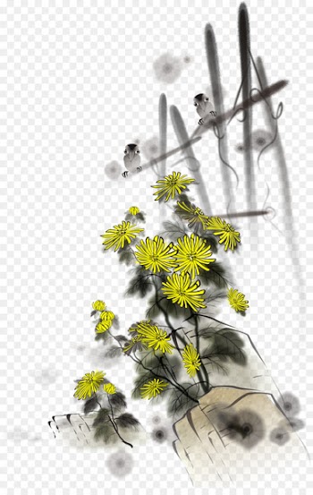 Chrysanthemum xd7grandiflorum Chrysanthemum indicum - Yellow chrysanthemum 