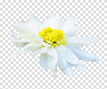 Chrysanthemum xd7grandiflorum Chrysanthemum tea Euclidean Resource, Hang white chrysanthemum material transparent background PNG clipart
