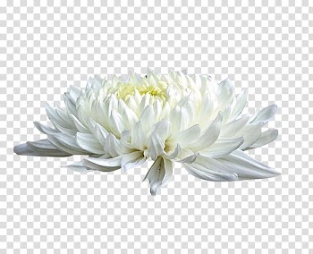 Chrysanthemum xd7grandiflorum White Cut flowers, White chrysanthemum material transparent background PNG clipart